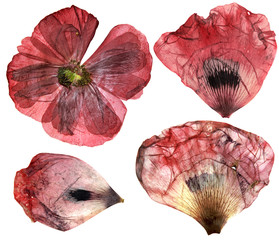 Dry, pressed poppy  perspective delicate flowers and petals  iso