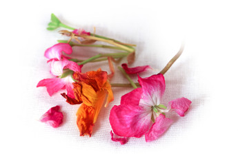 geranium, petunia, dry delicate flowers, leaves and petals of pr