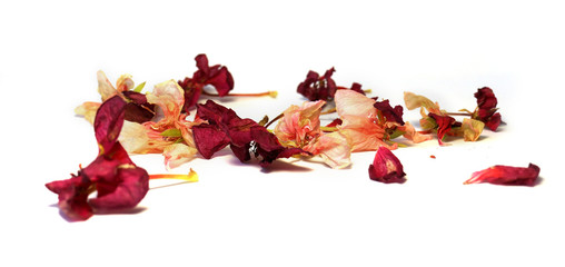geranium, dry delicate flowers and petals of pressed pelargonium