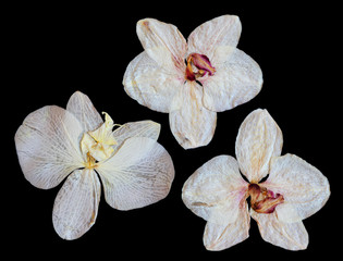 Pressed and dried white coral flower orchid  isolated elements o