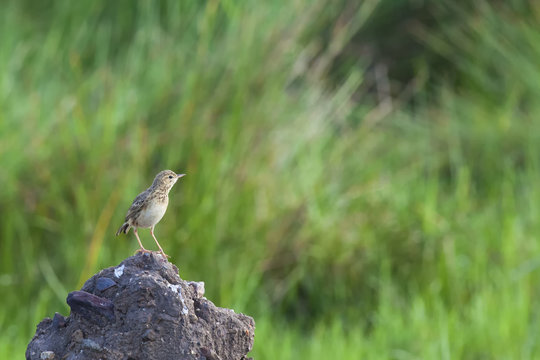 Beautiful Paddy Field Pipit in green background