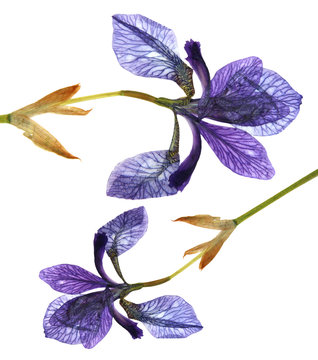 Fototapeta iris dark blue, purple  perspective, delicate  fresh flowers and