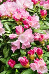 Rhododendron