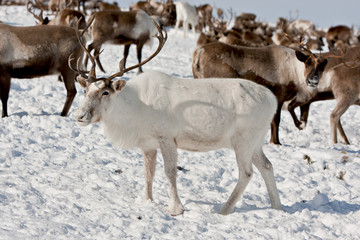 Group of caribou