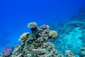 Naklejka na ściany i meble coral reef at the bottom of tropical sea, underwater