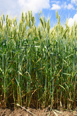 Obraz premium Wheat field