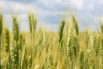 Obraz premium Wheat field