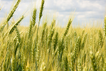 Wheat field
