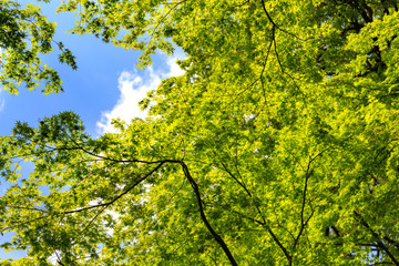 新緑から見える青空 -明治神宮御苑-