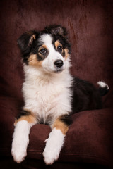 Chiot Berger Australien