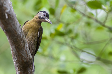 A female Laced Woodpecker observing