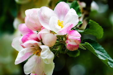 Fototapeta na wymiar Pink flowers and buds on apple tree