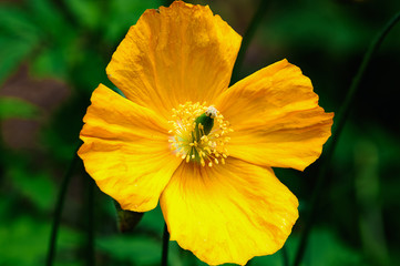 Spring orange flower in full bloom