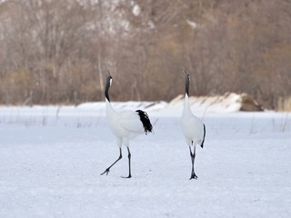 Japanese cranes 