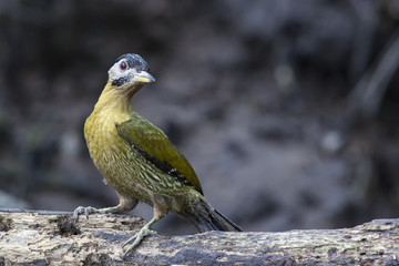 Female Laced Woodpecker