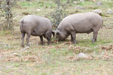 Naklejka na ściany i meble Group of Iberian pig in the meadow, Spain
