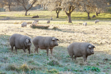 Group of Iberian pig in the meadow, Spain