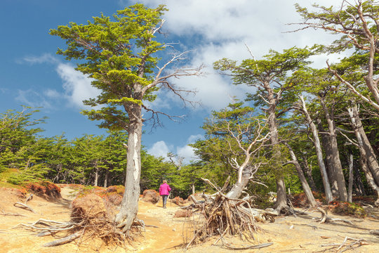 Lenga forest en route to the Torres del Paine, Patagonia, Chile