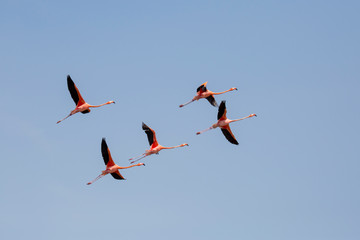 Flamingo-Kolonie