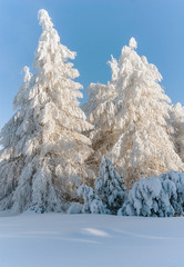 Winter forest snow tree scene sun