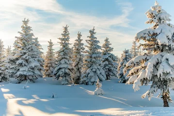 Photo sur Plexiglas Hiver Winter forest snow tree scene sun