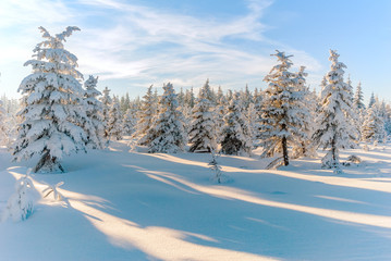 Winter forest snow tree scene sun