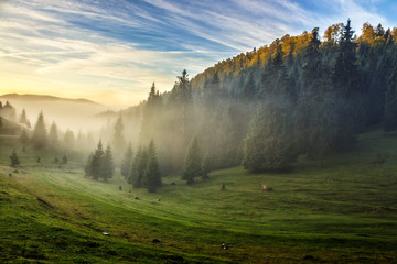 spruce forest on a hill side in fog