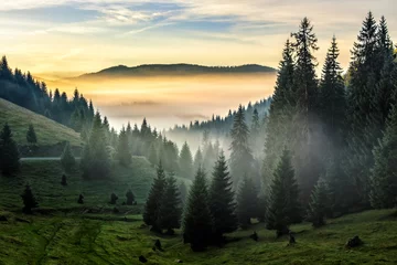Foto op Plexiglas mist op hete zonsopgang in bos © Pellinni