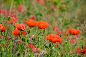 red poppy flowers among the grass