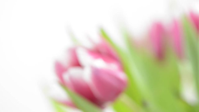 Tulip flower with slow sliding motion