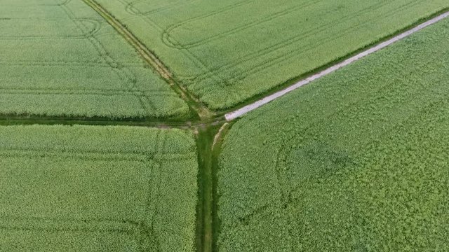 Aerial view of cornfields