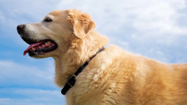 Golden retriever's heavy breathing after walk and run
