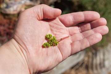 Young branch of grapes on a male hand.. Growing grapes in the vineyard. Growing wine for sale. Young grapes on the vine.

