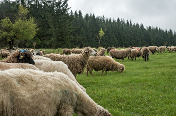 Fototapeta premium Hairy sheep on a green meadow