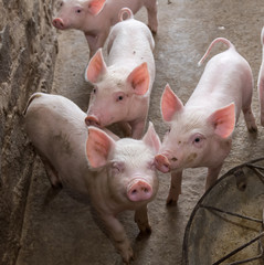 pigs on the farm