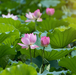 blooming lotus flower