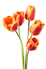 Tulips