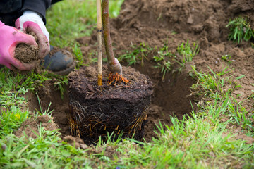 Baum pflanzen