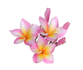 Papier Peint photo autocollant Frangipanier Plumeria flowers isolated on white background and clipping path