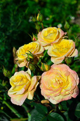 Orange yellow roses in the garden