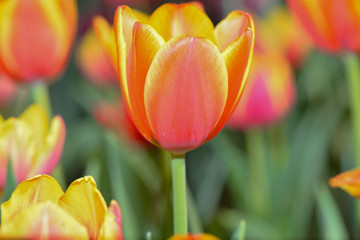 Tulip. Beautiful bouquet of tulips.