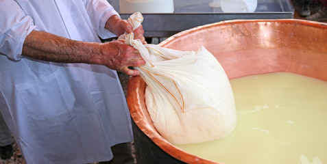 Senior cheesemaker collects the cheese with the tarp from the co
