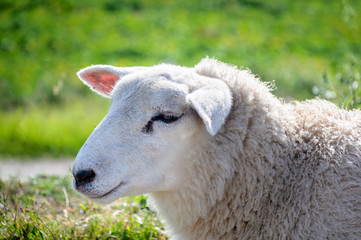 Naklejka na ściany i meble Profile portrait of a mature sheep from close