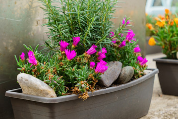 outdoor pot with flowers