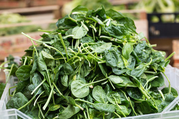 Fresh green Spinach at the farmers market
