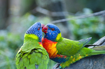 beautiful Rainbow Lorikeet