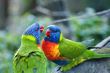 beautiful Rainbow Lorikeet