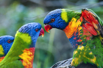 beautiful Rainbow Lorikeet