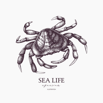 Vector Sea life illustration. Hand drawn Crab sketch. Isolated on white.