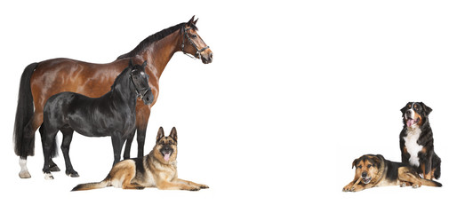 Pferde Hunde weisser Hintergrund collage